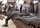 Museum Victor Brun Musée - Montauban - Visiter Montauban - Découvrir Montauban