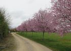Le Chalet dans la Prairie