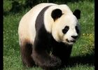 zooparc de beauval