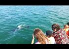 dream'on catamaran - rencontre avec les dauphins !!!