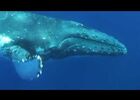 baleines en 3d