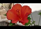 la maison des hibiscus