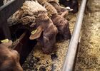 ferme-d-emilie-basse-def-46-sur-88-251193