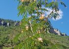 Le Mas avec l'Albizia, symbole du lieu
