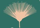 Le Mas Albizia - Identité graphique