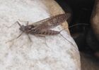 March brown ou rythrogena Germanica
