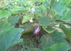 imgpreview-name-mising