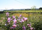 imgpreview-name-mising