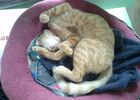 imgpreview-name-mising