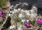 Cuel Gîte Le Saugué-fleur
