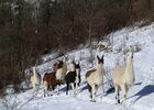 la ferme des lamas