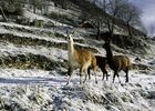 la ferme des lamas
