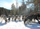 huskys et alaskan huskys