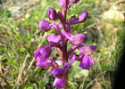 orchispourpre-sd-yeu-110223