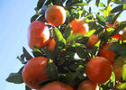 Orangeraie (L')