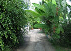 Bungalows du Piton (Les)