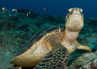 -1 tortue - Bleu Marine Réunion