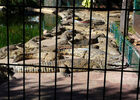 Croc Parc