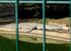 Croc Parc