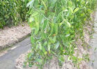 Plantation de la Vanille Roulof
