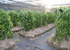 Plantation de la Vanille Roulof