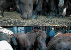 Ferme Equestre du Grand-Etang
