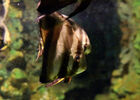 Aquarium de La Réunion