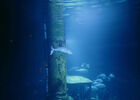 Aquarium de La Réunion
