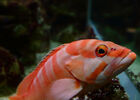 Aquarium de La Réunion