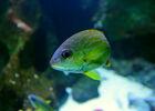 Aquarium de La Réunion