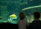 Aquarium de La Réunion