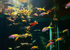 Aquarium de La Réunion