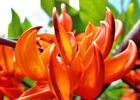 Jardin des Parfums et des Epices (Le)
