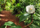 Jardin des Parfums et des Epices (Le)