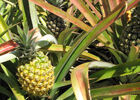 Domaine de Coco (Le)