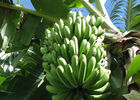 Domaine de Coco (Le)