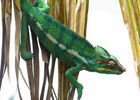Terre Caméléon