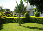 Arbre du Voyageur (L')