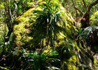 Jardin Botanique du Piton Bétoum