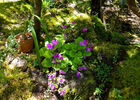Jardin Botanique du Piton Bétoum