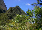 Jardin Botanique du Piton Bétoum