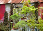 Jardin de Bonsaïs