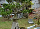 Jardin de Bonsaïs