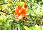Jardin des Affouches (Le)
