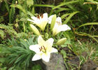 Jardin des Affouches (Le)