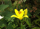 Jardin des Affouches (Le)