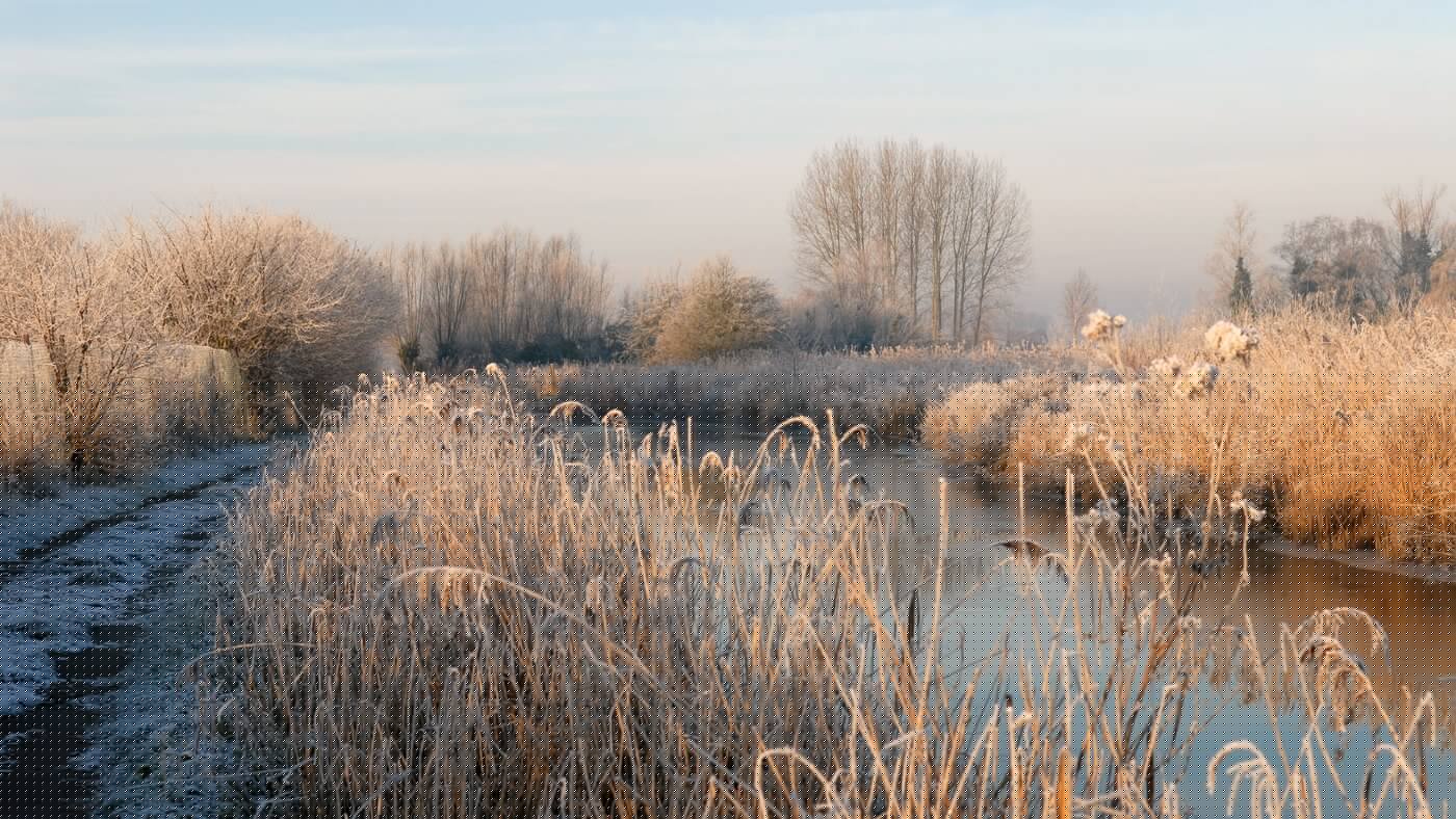 Marais Nature Arbres Hiver 2010 SALPERWICK 