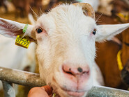 Mademoiselle Chèvre