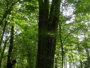 Chêne quadrimelle Aix-en-Othe (2).JPG