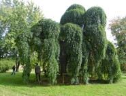 Sophora du japon